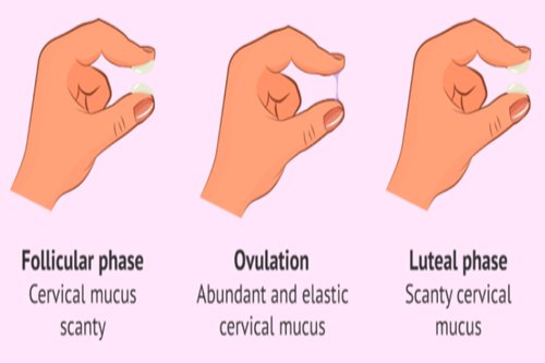 Vaginal Discharge fluid thickness explain
